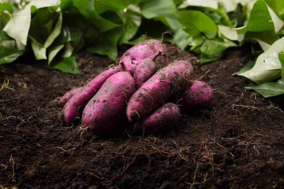 Comment cultiver les patates douces Guide ultime d'entretien et de — free download