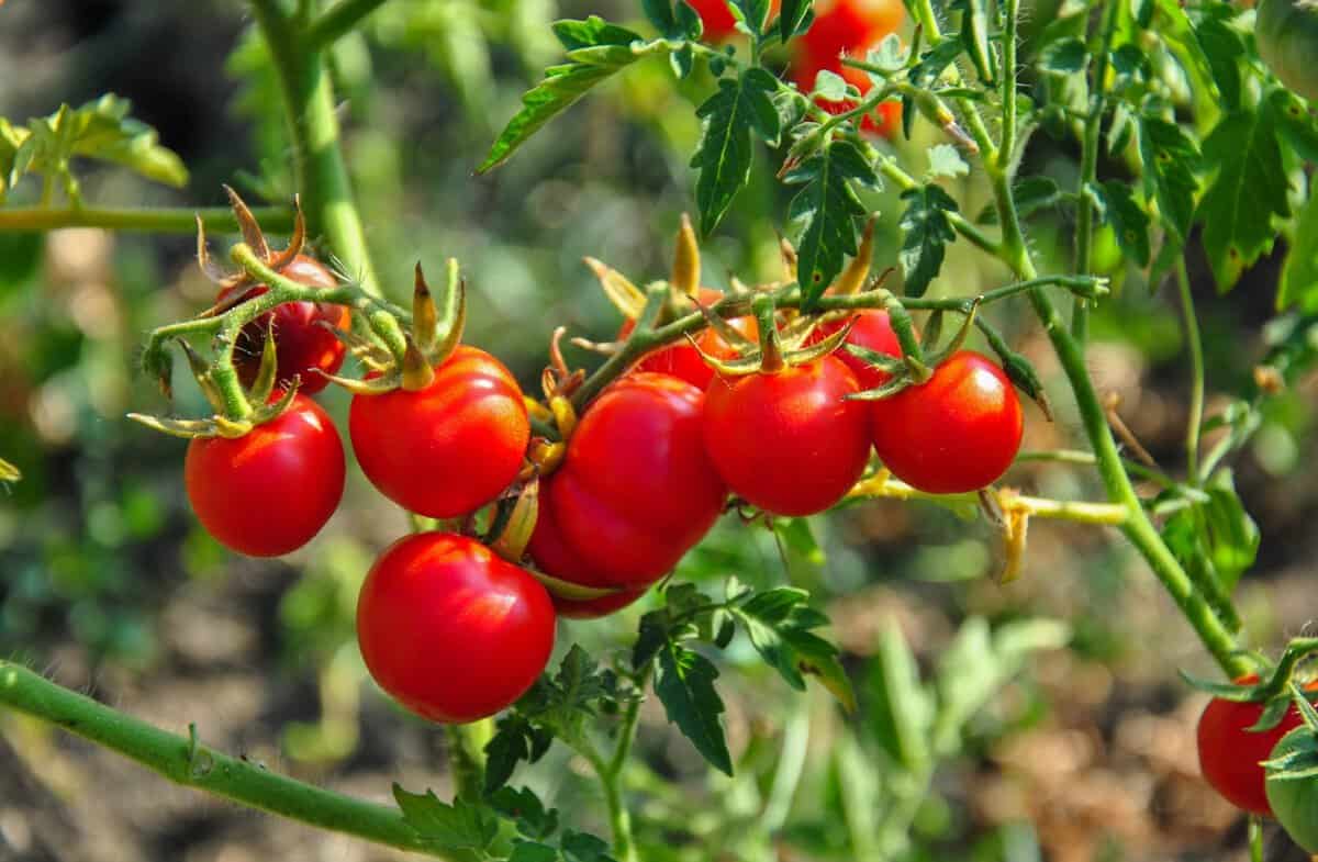 Comment augmenter le rendement des tomates : 7 Astuces d’experts pour une récolte exceptionnelle