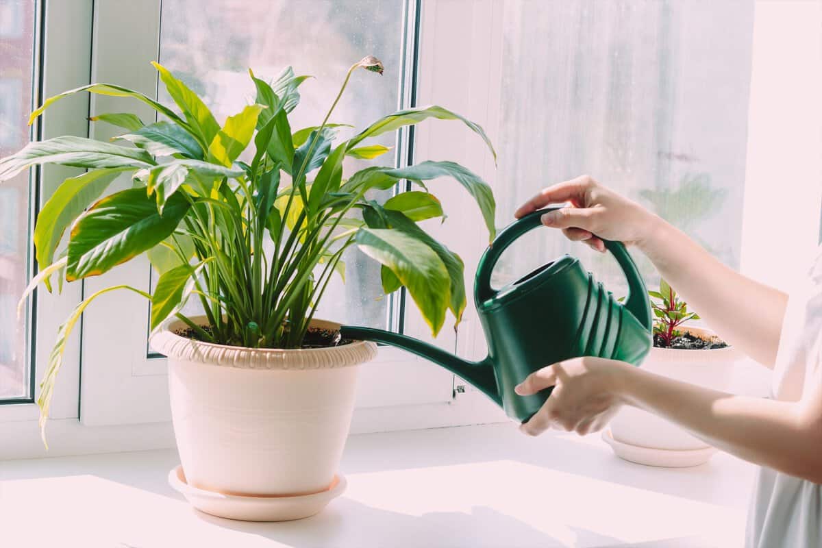 Le pire moment pour arroser les plantes : Ne faites pas ces erreurs courantes de timing lors de l’arrosage !