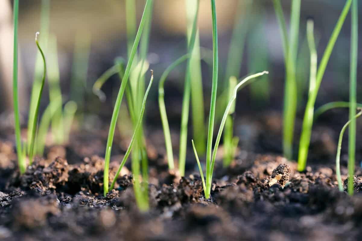 Comment Cultiver Les Poireaux comment-cultiver-les-poireaux