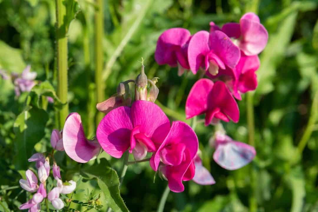 Comment cultiver les pois de senteur — free download