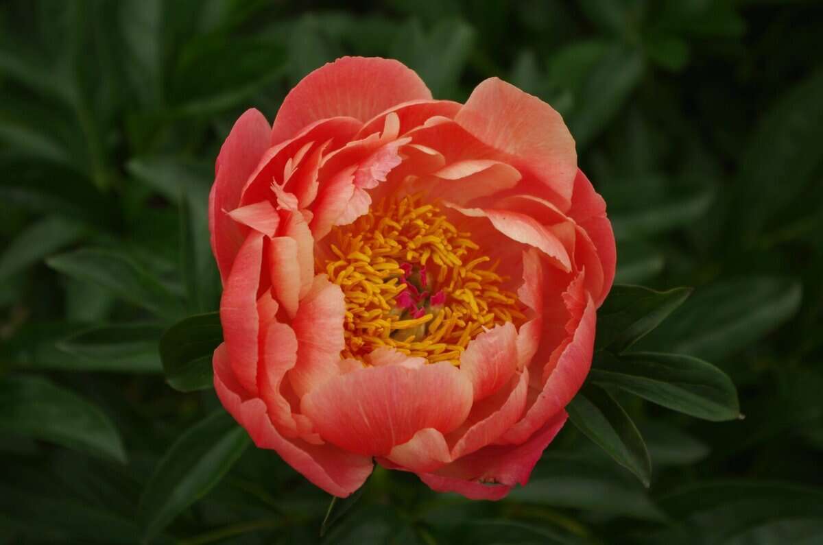 Coral Charm’ Peony Soins pour de sublimes pivoines semi-doubles aux fleurs luxuriantes rose saumoné
